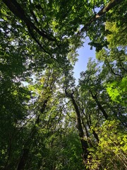 trees and blue sky - Plänterwald Forest, Berlin Treptow/Köpenick
