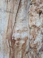 minimalistic background/wall paper design, close up photography of wood bark
