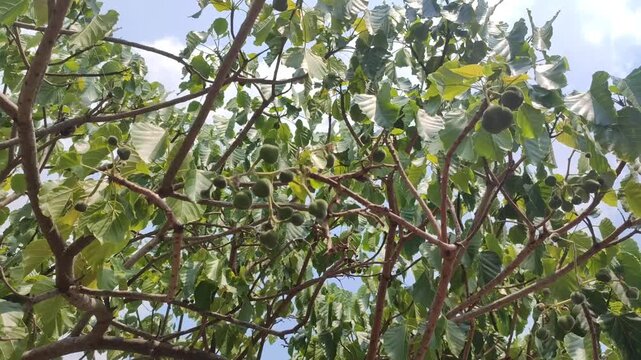 fruiting kemiri plant