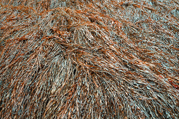 Close up at sea grass at low tide on the ocean bottom