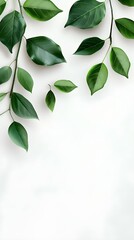 Branches adorned with vibrant leaves against a white background, exuding youthful vitality. 32k UHD, Flickr, hanging scroll.