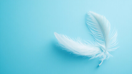 Naklejka premium white feather on blue light background