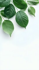 Branches adorned with vibrant leaves against a white background, exuding youthful vitality. 32k UHD, Flickr, hanging scroll.