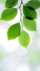 Branches adorned with vibrant leaves against a white background, exuding youthful vitality. 32k UHD, Flickr, hanging scroll.