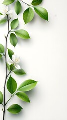 Branches adorned with vibrant leaves against a white background, exuding youthful vitality. 32k UHD, Flickr, hanging scroll.