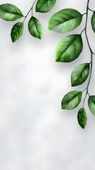 Branches adorned with vibrant leaves against a white background, exuding youthful vitality. 32k UHD, Flickr, hanging scroll.