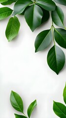 Branches adorned with vibrant leaves against a white background, exuding youthful vitality. 32k UHD, Flickr, hanging scroll.
