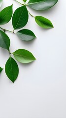 Branches adorned with vibrant leaves against a white background, exuding youthful vitality. 32k UHD, Flickr, hanging scroll.