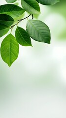 Branches adorned with vibrant leaves against a white background, exuding youthful vitality. 32k UHD, Flickr, hanging scroll.