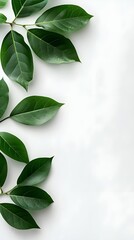Branches adorned with vibrant leaves against a white background, exuding youthful vitality. 32k UHD, Flickr, hanging scroll.