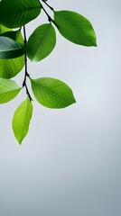 Branches adorned with vibrant leaves against a white background, exuding youthful vitality. 32k UHD, Flickr, hanging scroll.