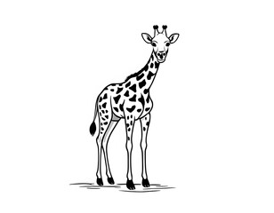 Obraz premium Drawing of a cute giraffe, for coloring for example
