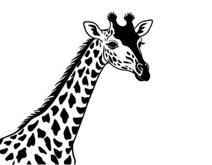 Naklejka premium Drawing of a cute giraffe, for coloring for example