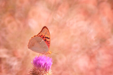 A mother-of-pearl butterfly on a flower. Beautiful bright background.