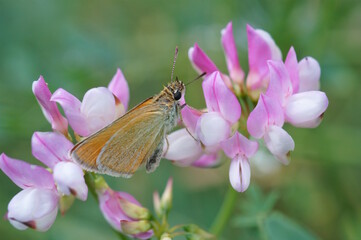 A beautiful little thick-headed butterfly on a wildflower.
