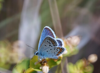 A beautiful butterfly on a wildflower. Insects in nature.