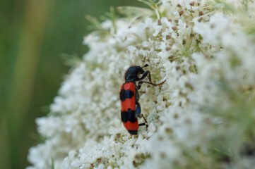 A small beetle on a white flower.