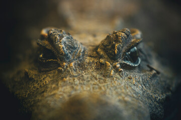 Close up photograph of a Crocodile laying down in the sun. Predators eyes, hunter. Horizontal