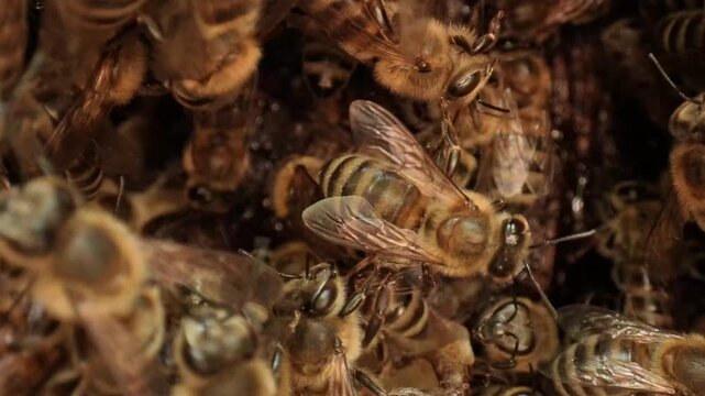 Wild bee nest in forest tree - macro 4K