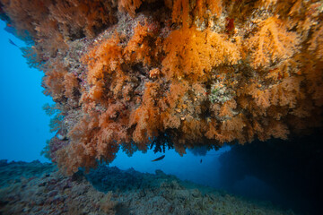 Soft coral on rainbow reef in Fiji