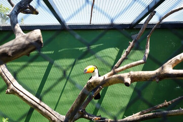 A beautiful toucan bird in the zoo. © Станислав 