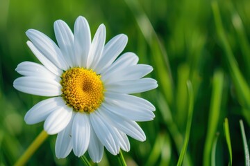 Obraz premium A close-up of a daisy flower, with its white petals and yellow center set against a background of green grass.