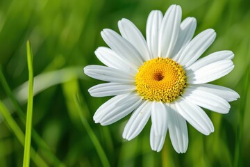 Obraz premium A close-up of a daisy flower, with its white petals and yellow center set against a background of green grass.