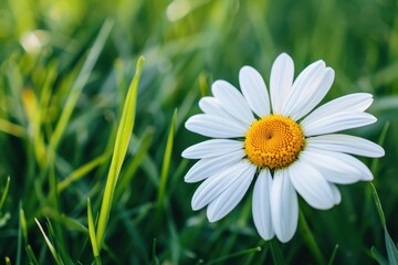 Obraz premium A close-up of a daisy flower, with its white petals and yellow center set against a background of green grass.