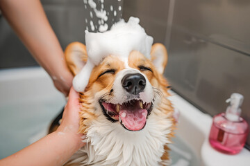 Close-up of dog being bathed and groomer in pet beauty salon studio for hairdressing clean fur on the face on light background