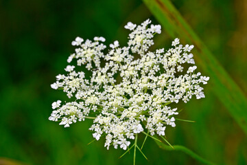 Wilde Möhre (Daucus carota subsp. carota)