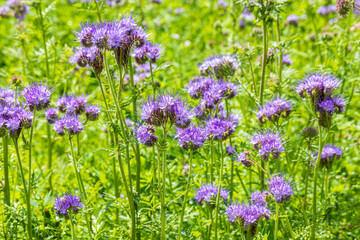 Borage, Phacelia tanacetifolia Benth. growing in a field near the Cotswold village of Duntisbourne Abbots, Gloucestershire, England UK - Used as a soil improving green manure.