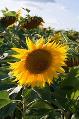 słonecznik kwitnący na polu słoneczników w słoneczny dzień © Marlena