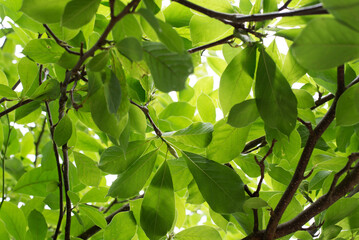 liście i gałęzie magnolii