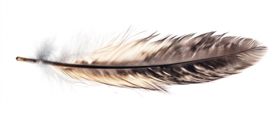 Single Brown Bird Feather on White Background