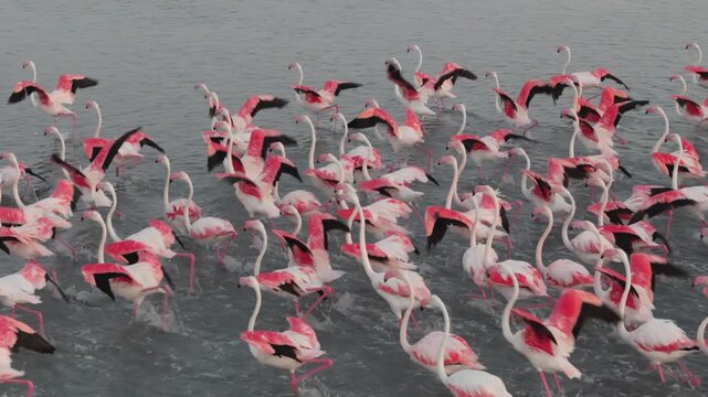 Close-up of flamingos on water and flying. Saline lake at sunset, recorded in slow motion. Beautiful wing movements in orange sunset light. Calm water, flamingos wading for food. Bird sanctuary.