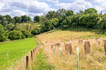 Fototapeta premium A public footpath passing trees protected by tree guards in a tree planting scheme near the Cotswold village of Middle Duntisbourne, Gloucestershire, England UK