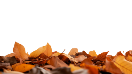 Autumn leaves carpet with copy space for text isolated on white background