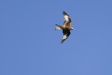 Red kite in flight with blue sky, kite in gliding flight, red kite with outstretched wings