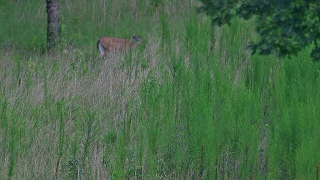 Whitetail does and fawns crossing farm field in the Piedmont of North Carolina