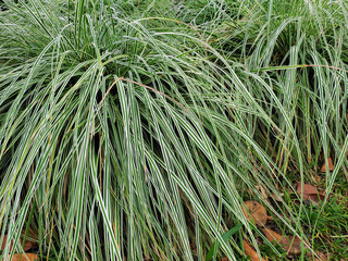 This is a picture of green, vibrant grass.