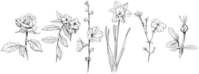 Vintage sketch of wild flower set. Black and white engraved ink art. Isolated illustration element on white background collection.