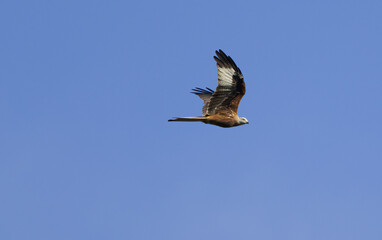 Red kite in flight with blue sky, kite from the side in flight