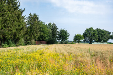 Fototapeta premium Green and golden agriculture fields at the German countryside around Heidenau, Lower Saxony, Germany