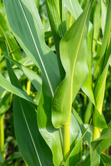 Obraz premium Unripe corn cob on an agriculture field in Heidenau, Germany