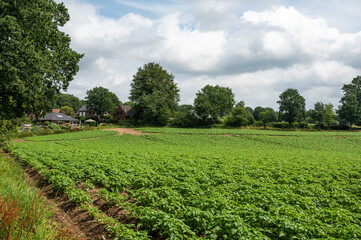 Blooming potato field at the German countryside around Appel -  Harburg, Lower Saxony, Germany