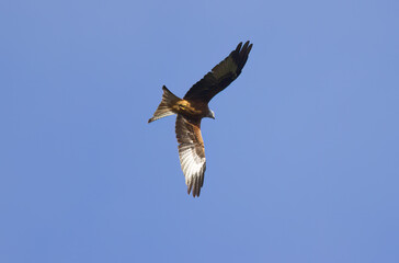 Fototapeta premium Red kite in flight with blue sky, kite in gliding flight, red kite with outstretched wings
