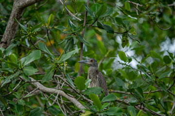 Portrait of a yellow-crowned night heron perched on a tree branch.
