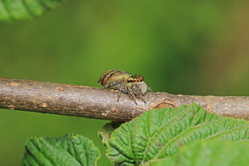 little jumping spider macro photo