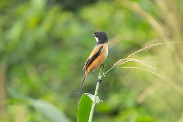 Long-tailed Shrike is in its habitat. The Long-tailed Shrike features a sleek body with striking black and white plumage and a distinctive long tail.