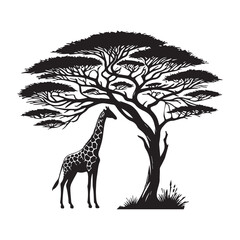 Giraffe Outline Design, Giraffa Clipart, An Acacia Arch Giraffe  Illustration black and white 